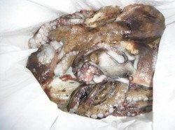 ムコイチのデカタコ！１．６ｋｇです♪