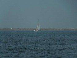 【泉大津オクトパッシング】お盆も釣れる