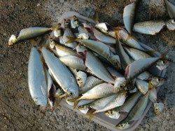 【青物は・・・】南芦屋浜リアルタイム