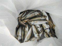 ファミリーフィッシング大盛況です♪泉大津RT