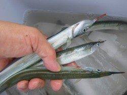 神戸空港に良型サヨリの群