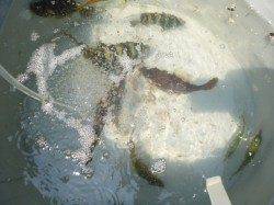 【カワハギにサンバソウ・】アジュール舞子