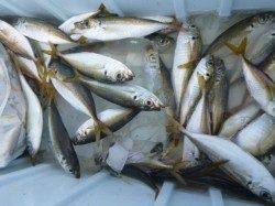 小野浜　１５ｃｍマアジが多いです。