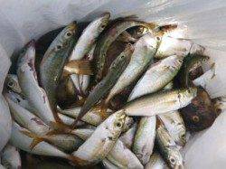 豆アジ３桁★食コンりある