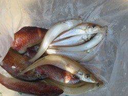 アジＭＡＸで中アジ！キスも♪１１日田ノ浦ＲＴ