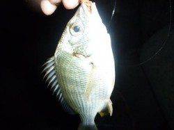 南芦屋浜周辺のボンボンゲーム 復活!