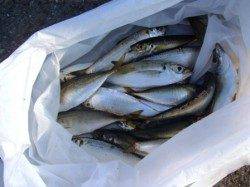 アジMAXで好釣果♪泉大津RT。11日　夕方