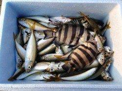 【朝一大盛況！家族でアジ大漁】南芦屋浜