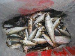 連日アジが好調です♪泉大津RT12日・朝