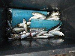 アジは早朝がおすすめ！鳴尾RT