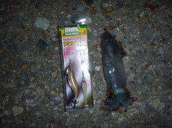 「神戸ハーバー店」今が熱い・ケンサキイカ釣り