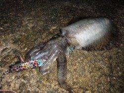 田ノ浦でイレギュラーな新子アオリ!!!？