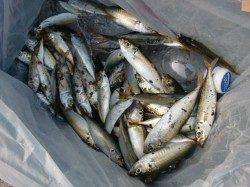 【皆様、ご満悦】南芦屋浜リアルタイム