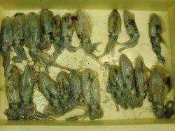 【芦屋店より発信】神戸空港のイカ情報