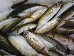 神戸空港　大きなカマスなど