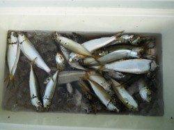 小アジは明け方に爆釣してます♪泉大津RT