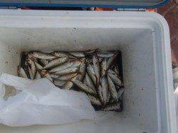 サビキ少し復活!? 泉大津RT4日あさ