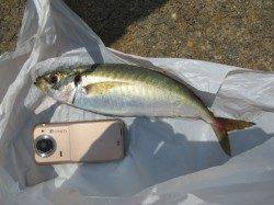 場所によっては釣れてます！１６日田ノ浦ＲＴ