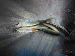 【いろいろ狙えるぞ！】南芦屋浜