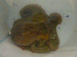 兵突はサビキ大会のオススメポイントです