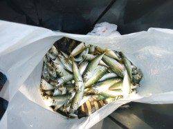 【アジ絶好調】アジュール舞子ＲＴ