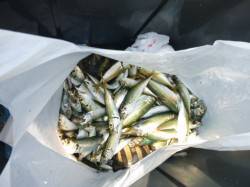 【アジ絶好調】アジュール舞子ＲＴ