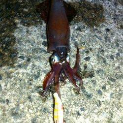 アジュールのケンサキアタリ激増！！