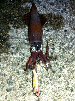 アジュールのケンサキアタリ激増！！