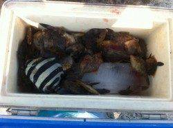 加太でデカハゲ！ハゲ釣りが面白い！17日RT