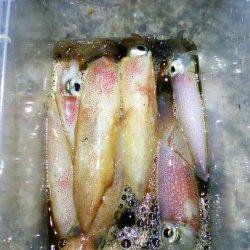 大蔵海岸でケンサキ好調！！