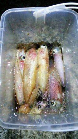 大蔵海岸でケンサキ好調！！