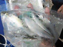 アジにママカリ！お昼の鳴尾海つり広場RT