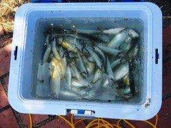 夕方はなぎさ公園爆釣…？泉大津19日お昼ＲＴ