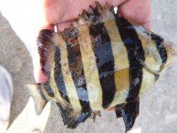 神戸空港　サビキで多魚種