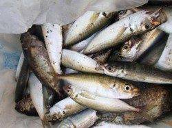 ◇助松埠頭が良いんです◇泉大津　朝ＲＴ２０日