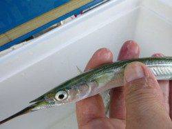 北公園、小野浜の状況