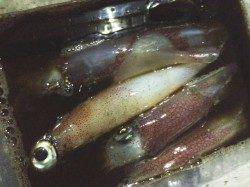 初めての釣りでケンサキゲット！