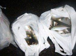 夜の兵庫突堤　サビキでアジ