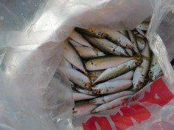 【恐るべしＩＰ　!?】南芦屋浜リアルタイム