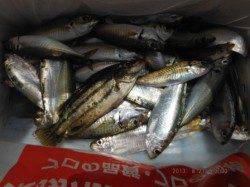 【良型サヨリも出ました♪】南芦屋浜