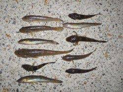 癒しのハゼ釣りが紀ノ川でスタートです♪