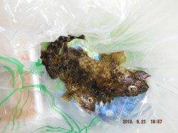 【夜の南芦屋浜で良型チヌも!!】南芦屋浜