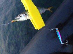 神戸空港ルアーで良型カマス!