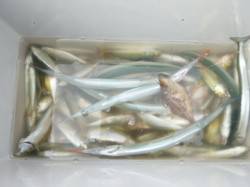 【小アジ好調キープ】アジュール舞子ＲＴ