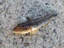 癒しのハゼ釣りが紀ノ川でスタートです♪