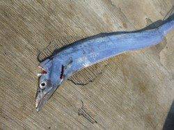 神戸空港ルアーでタチウオ！