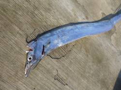 神戸空港ルアーでタチウオ！