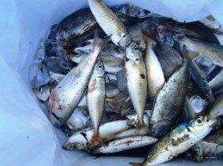 なぎさ公園は順調に♪泉大津RT。夕方