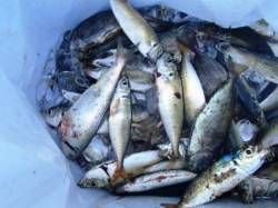 なぎさ公園は順調に♪泉大津RT。夕方