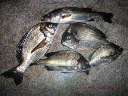 【夜の南芦屋浜で良型チヌも!!】南芦屋浜